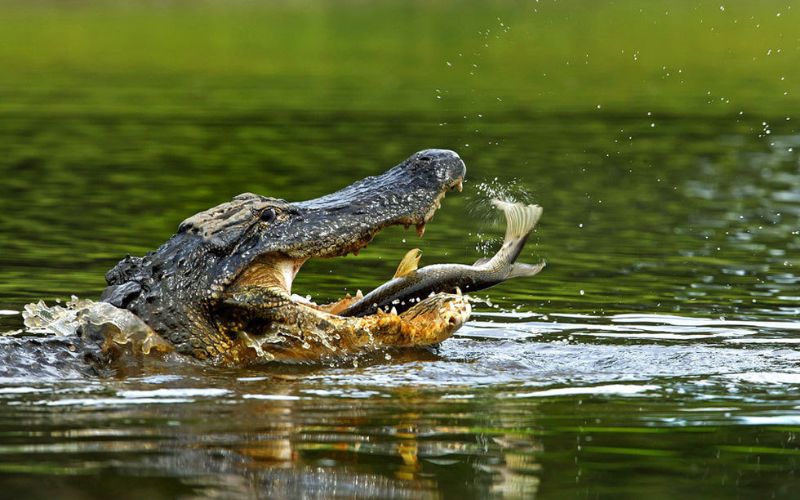 Mơ thấy cá sấu thì nên ghi đề con số mấy để trúng lớn?